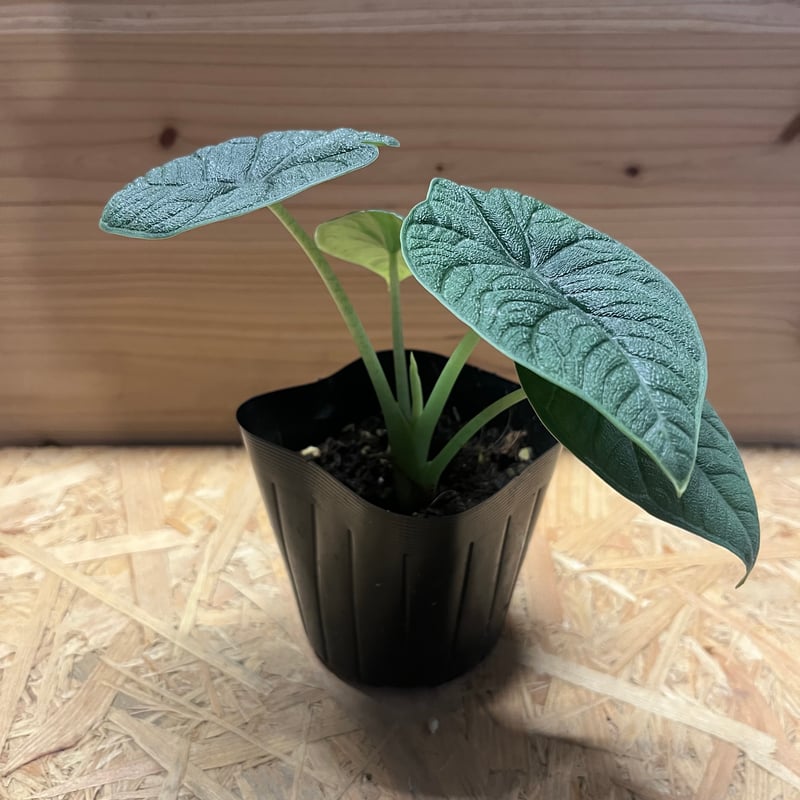 アロカシア メロ | GREEN LUCK