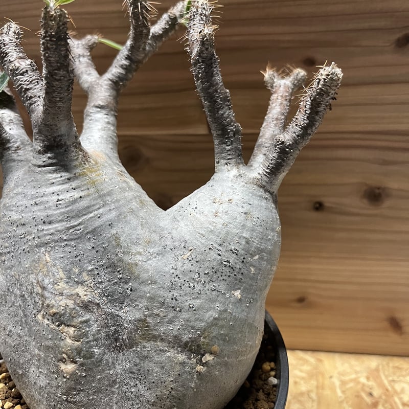 パキポディウム グラキリス 3頭 | GREEN LUCK