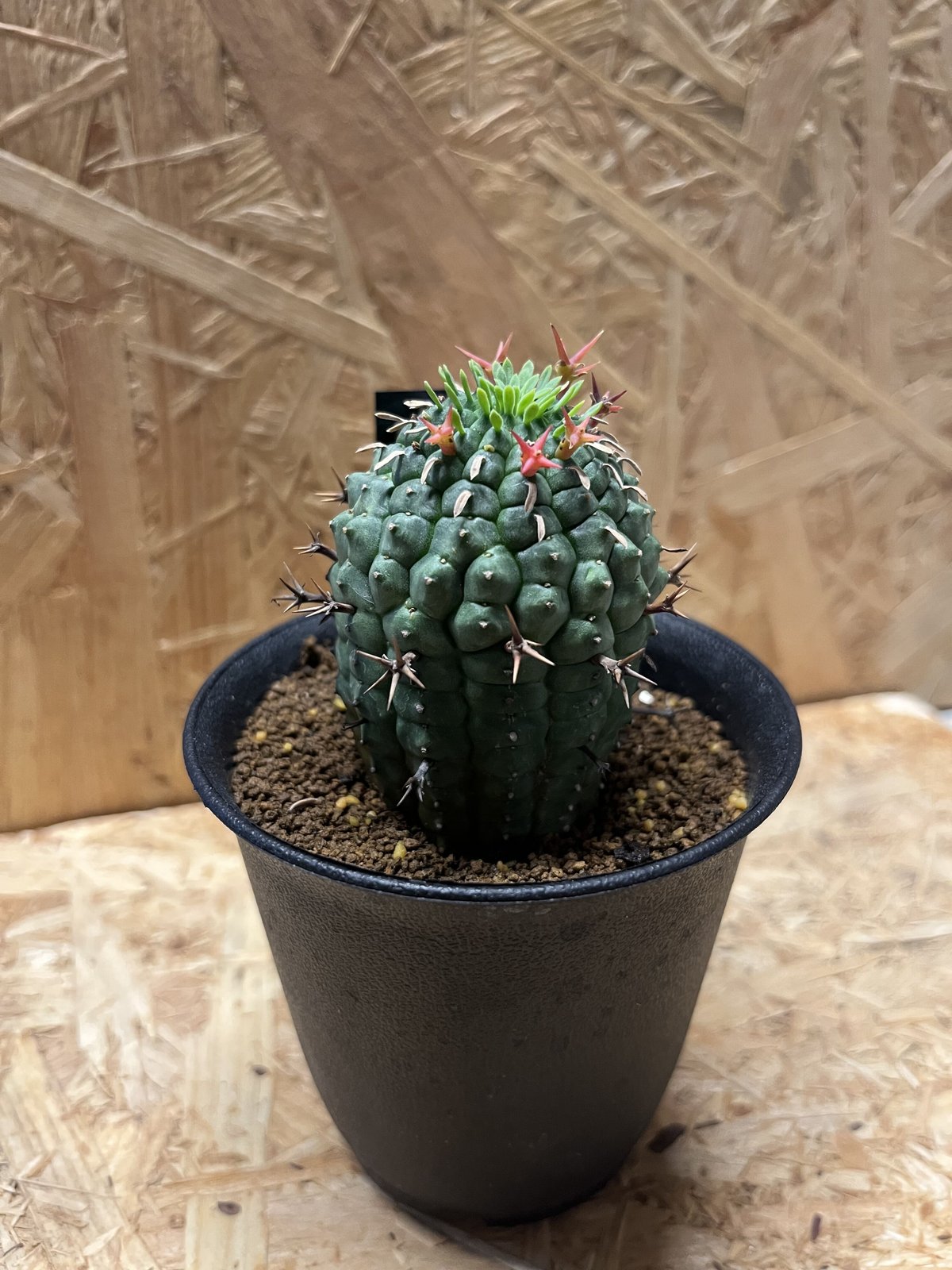 ユーフォルビア 群星冠 | GREEN LUCK