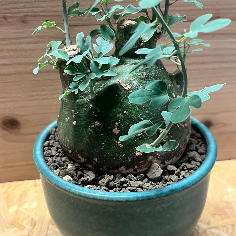 ■アデニア・スピノーサ/Adenia spinosa/塊根部13cm■緑の塊根部 □アデニア・スピノーサ/Adenia spinosa/塊根部13cm□緑の塊根部