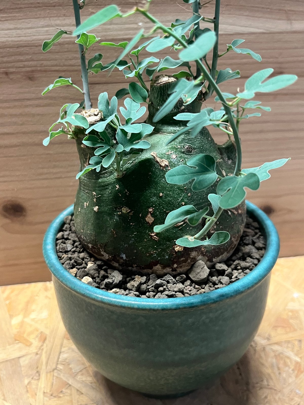 特大アデニアSPクリスタルグリーン発根済グロボーサ ペチュエリー スピノーサ 特大アデニアSPクリスタルグリーン発根済グロボーサ ペチュエリー