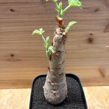 キフォステンマ　ユター