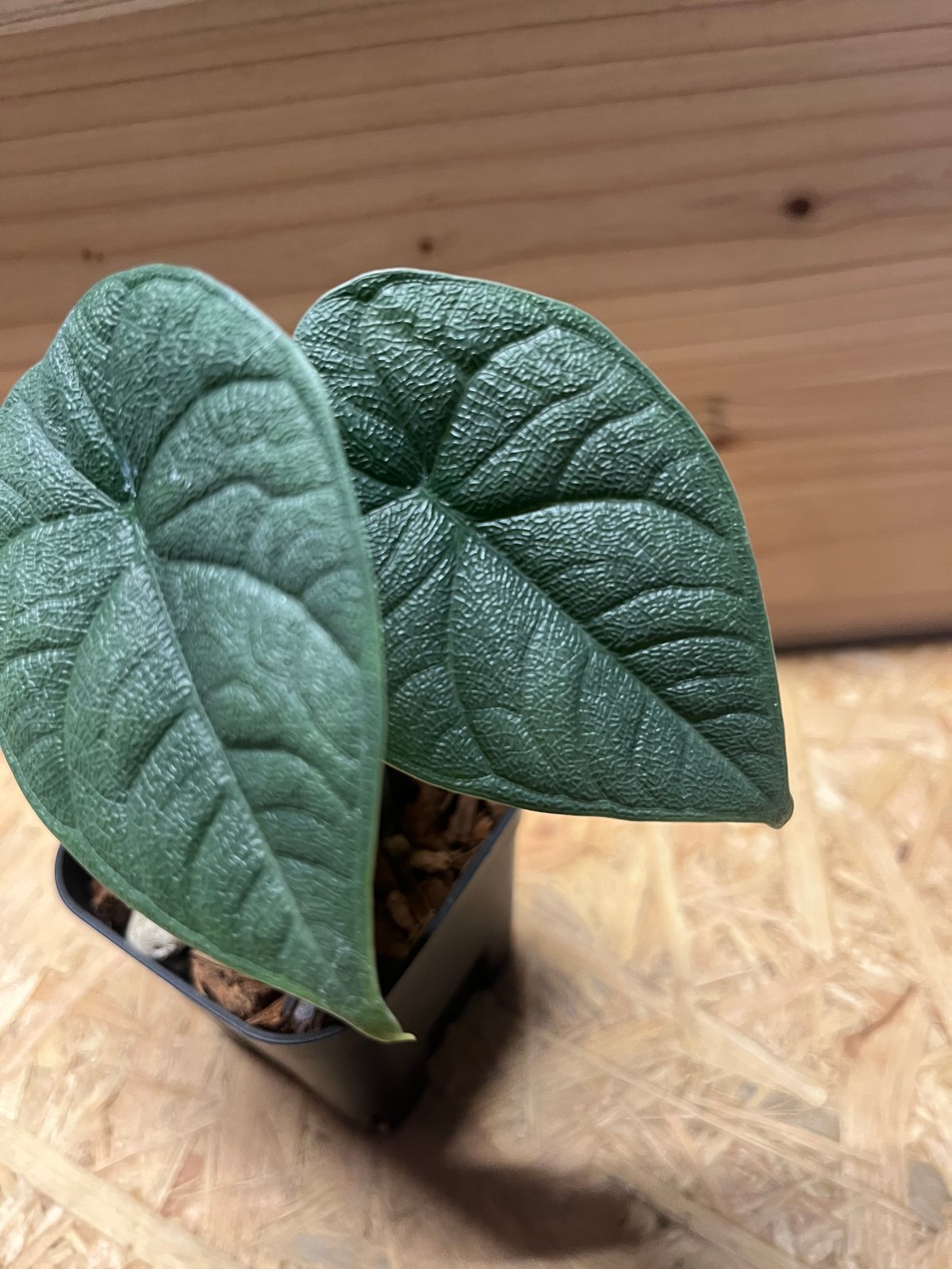 アロカシア メロ 】フィロデンドロン カラジウム