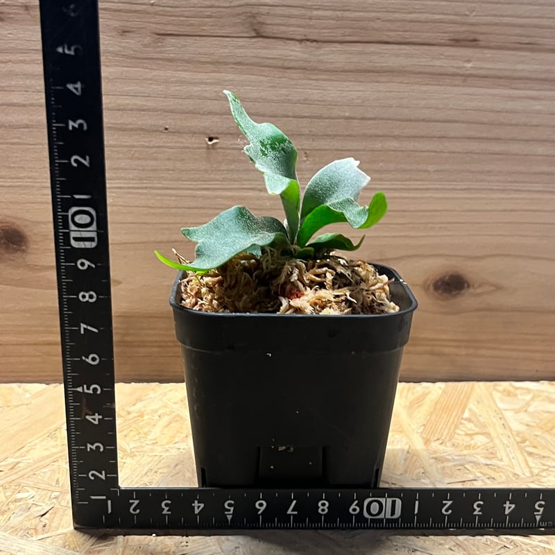 ＊ビカクシダ　yellow moon dwarf spore 3.5号＊ ③ ビカクシダ yellow moon spore dwarf selected