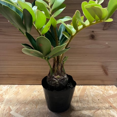 メキシコソテツ | STORES