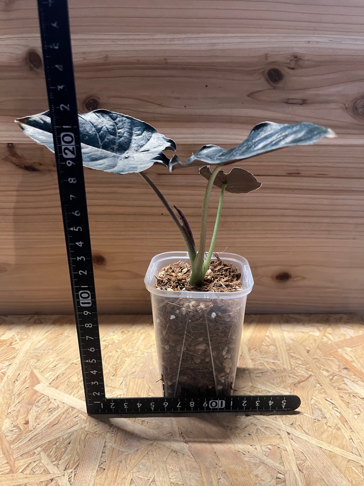 アロカシア インフェルナリス ブラックマジック | GREEN LUCK