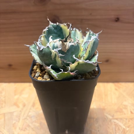 CATEGORY 多肉植物 塊根植物 | GREEN LUCK