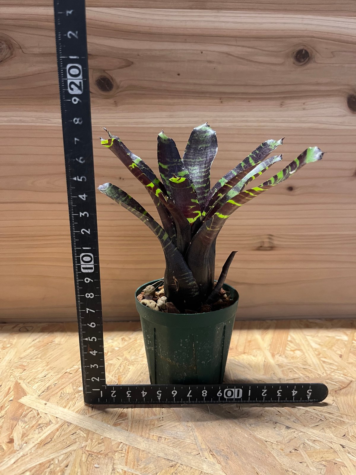 ネオレゲリア サボイトリュフ | GREEN LUCK