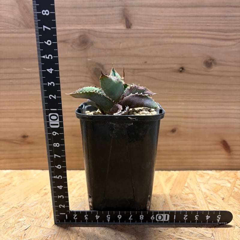 アガベ チタノタ 'EU FO-76' | GREEN LUCK