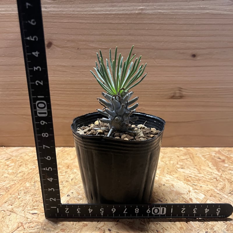 チレコドン　ワリチー　大株 チレコドン ワリチー 大株 チレコドン ワリチー 大株