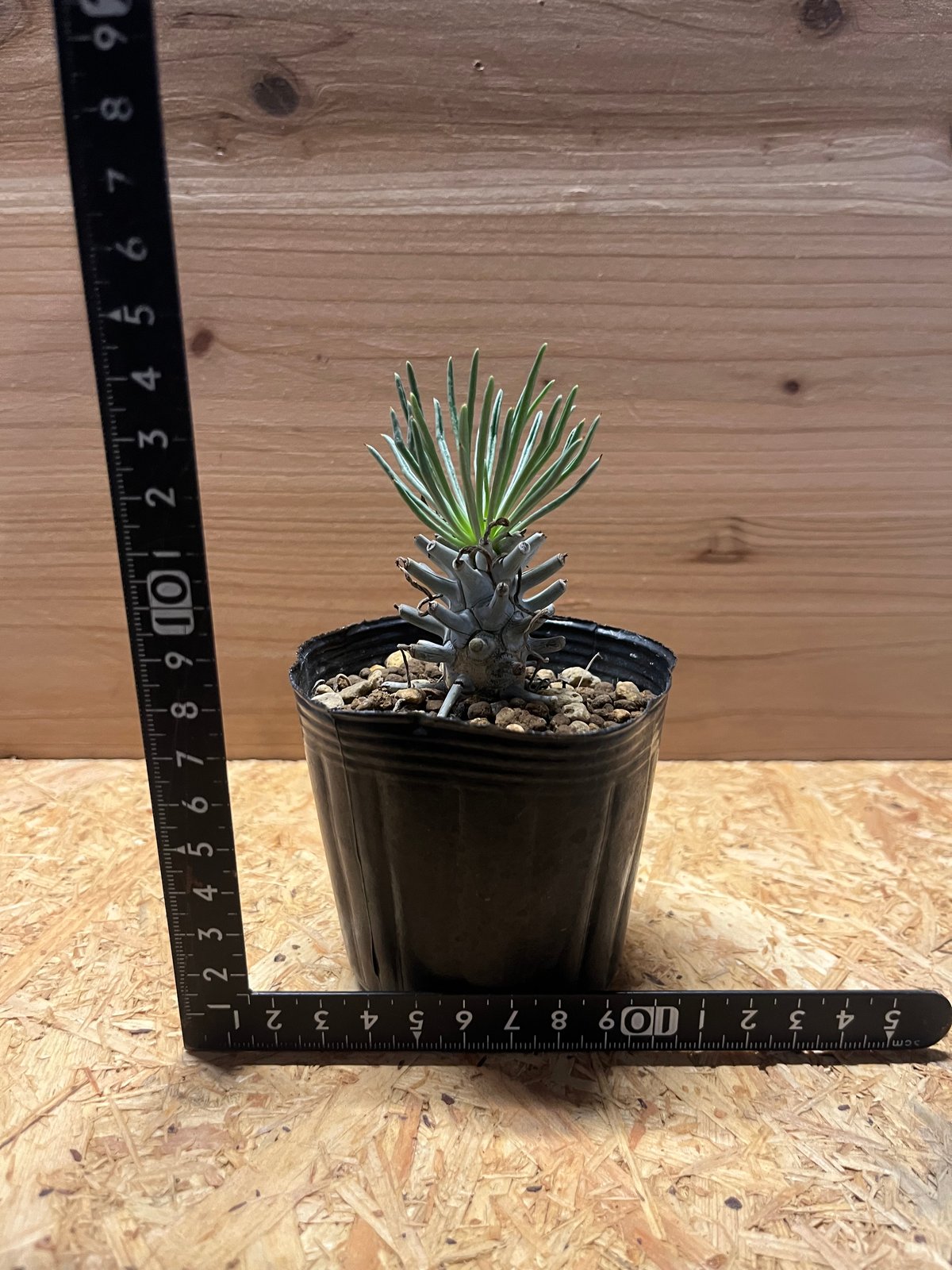 (鉢ごと)チレコドン　ワリチー fit=scale-down,w=1200