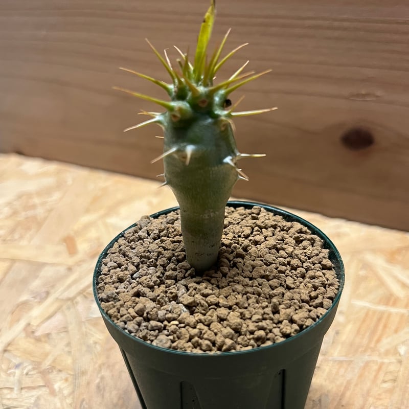 パキポディウム アンボンゲンセ | GREEN LUCK