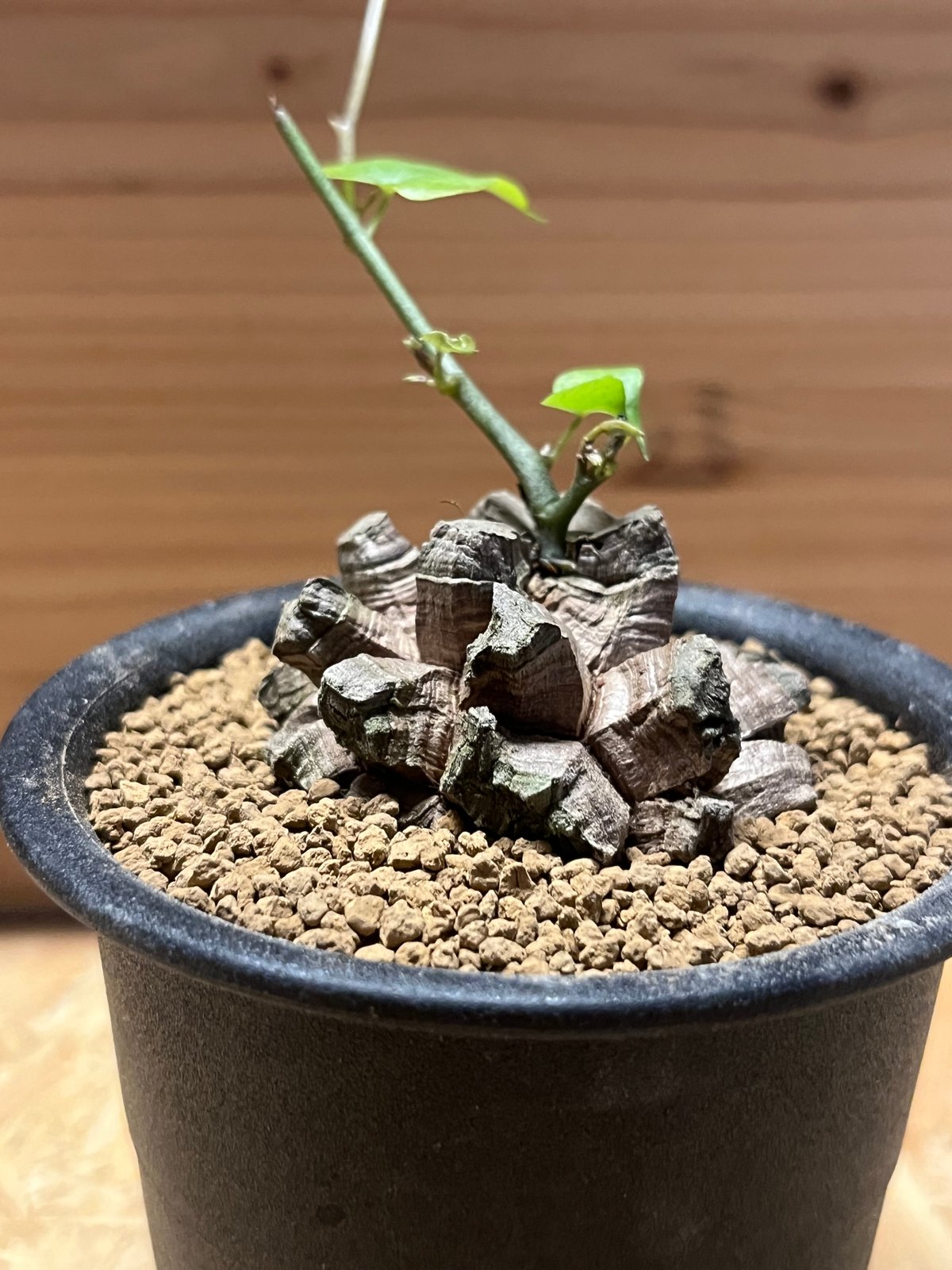亀甲竜 Dioscorea elephantipes -亀甲竜- – VALIANT GALLERY ONLINE