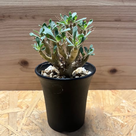 オトンナユーフォルビオイデス DIP鉢 Othonna euphorbioides / オトンナ ユーフォルビオイデス（黒