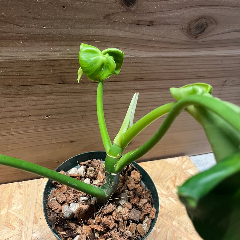 フィロデンドロン ルゴーサム マハラジャ | GREEN LUCK