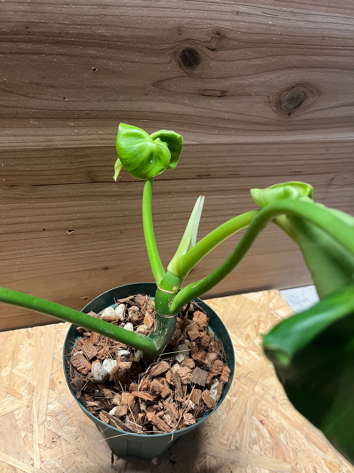 フィロデンドロン ルゴーサム マハラジャ | GREEN LUCK