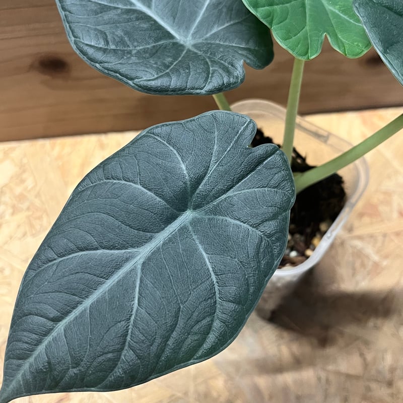 た*り様 激レア　アロカシア　マハラニ　アルボ　白斑入り アロカシア・マハラニ・アルボ : r/alocasia
