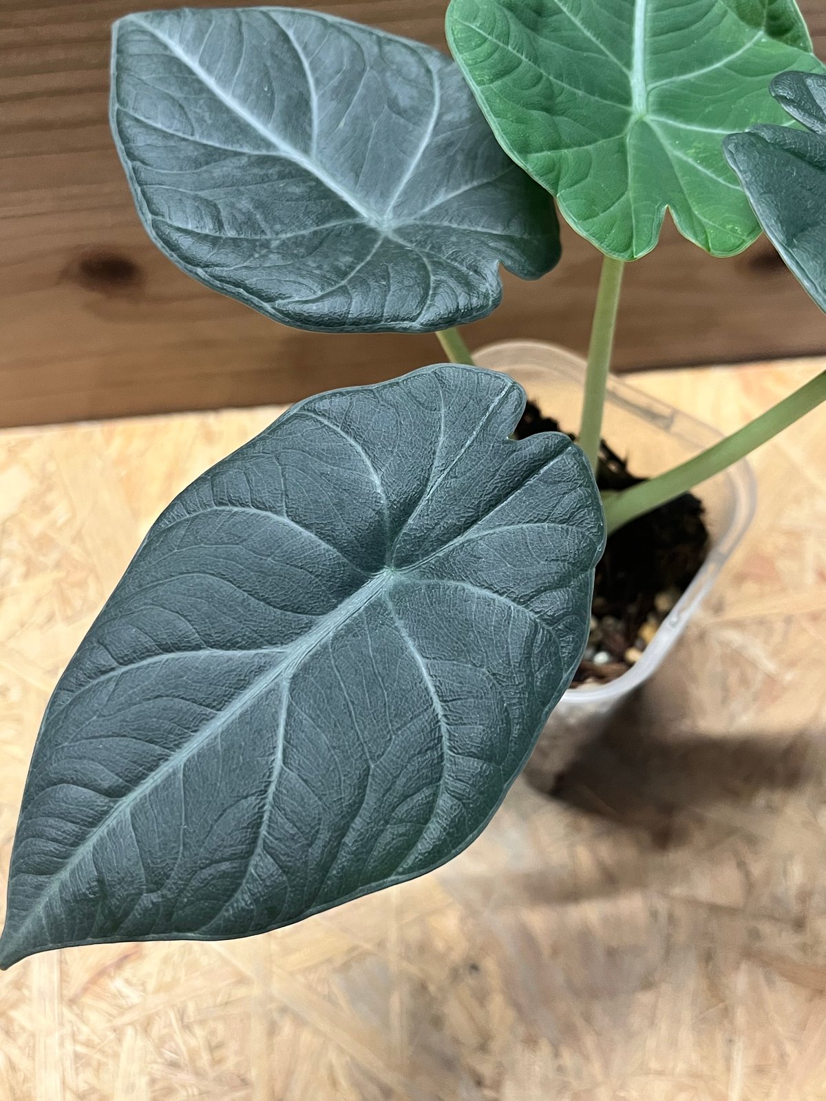 アロカシア マハラニ | GREEN LUCK