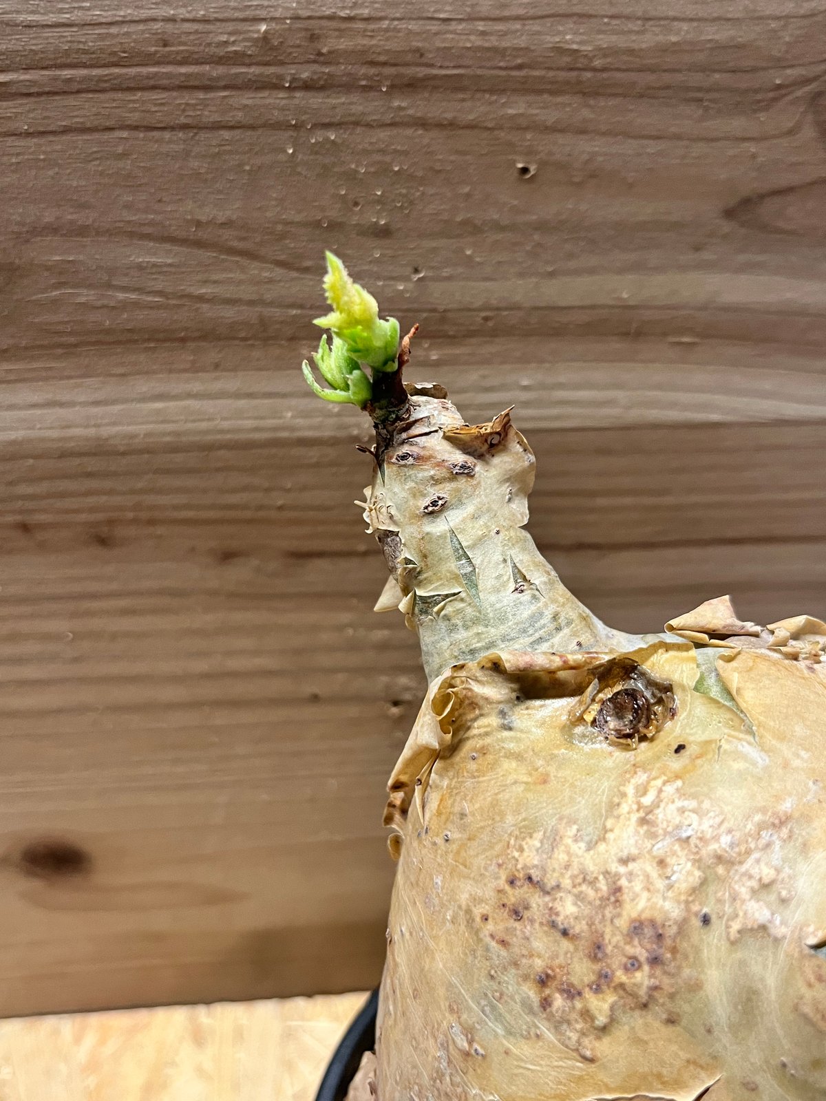 キフォステンマ マクロプス | GREEN LUCK