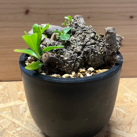 STORES 観葉植物の検索結果 STORES 観葉植物の検索結果