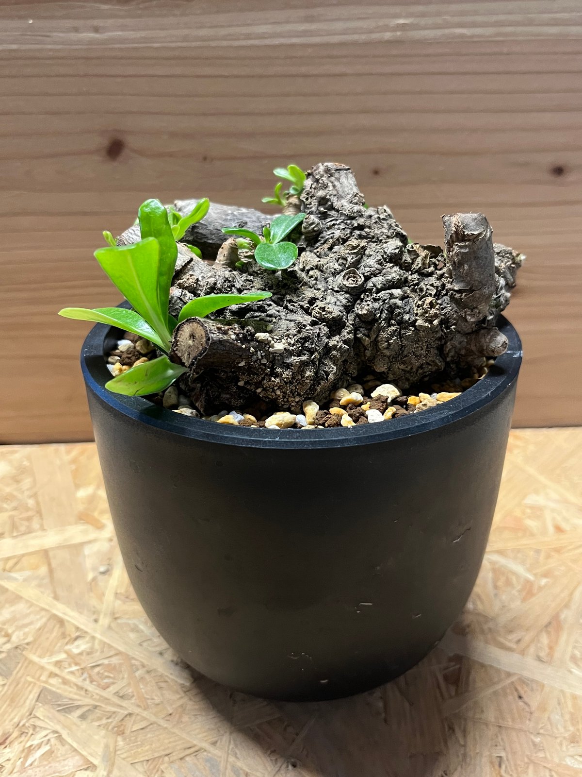 クサトベラ | GREEN LUCK