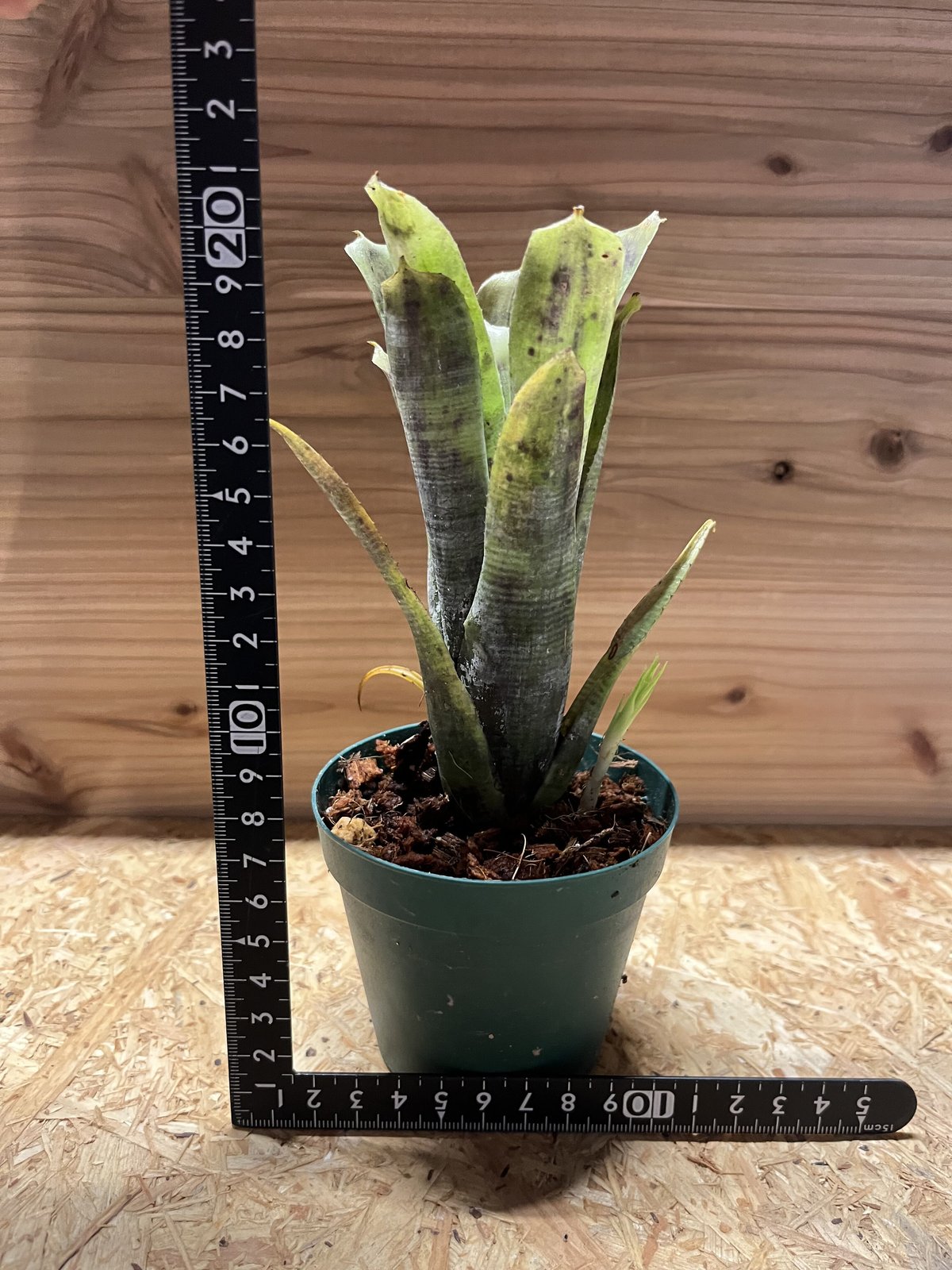 群生 ネオレゲリア パウシフローラ ネオレゲリア・パウシフローラ - 植物と暮らす m-plant