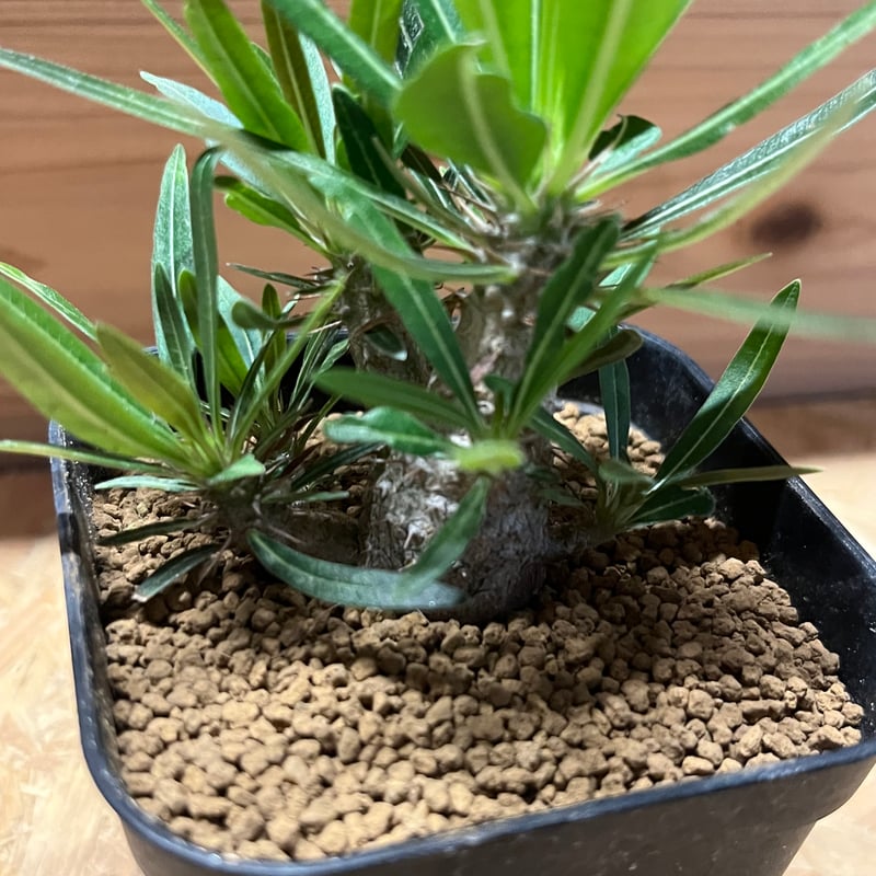 パキポディゥム　グラキリス　実生 パキポディウム グラキリス 実生② | hanayoshi-botanical