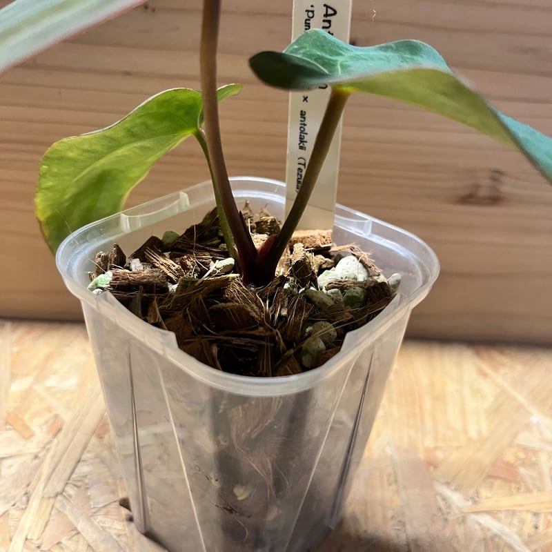 アンスリウム パンプキンスパイス×アントラキー（テズラ