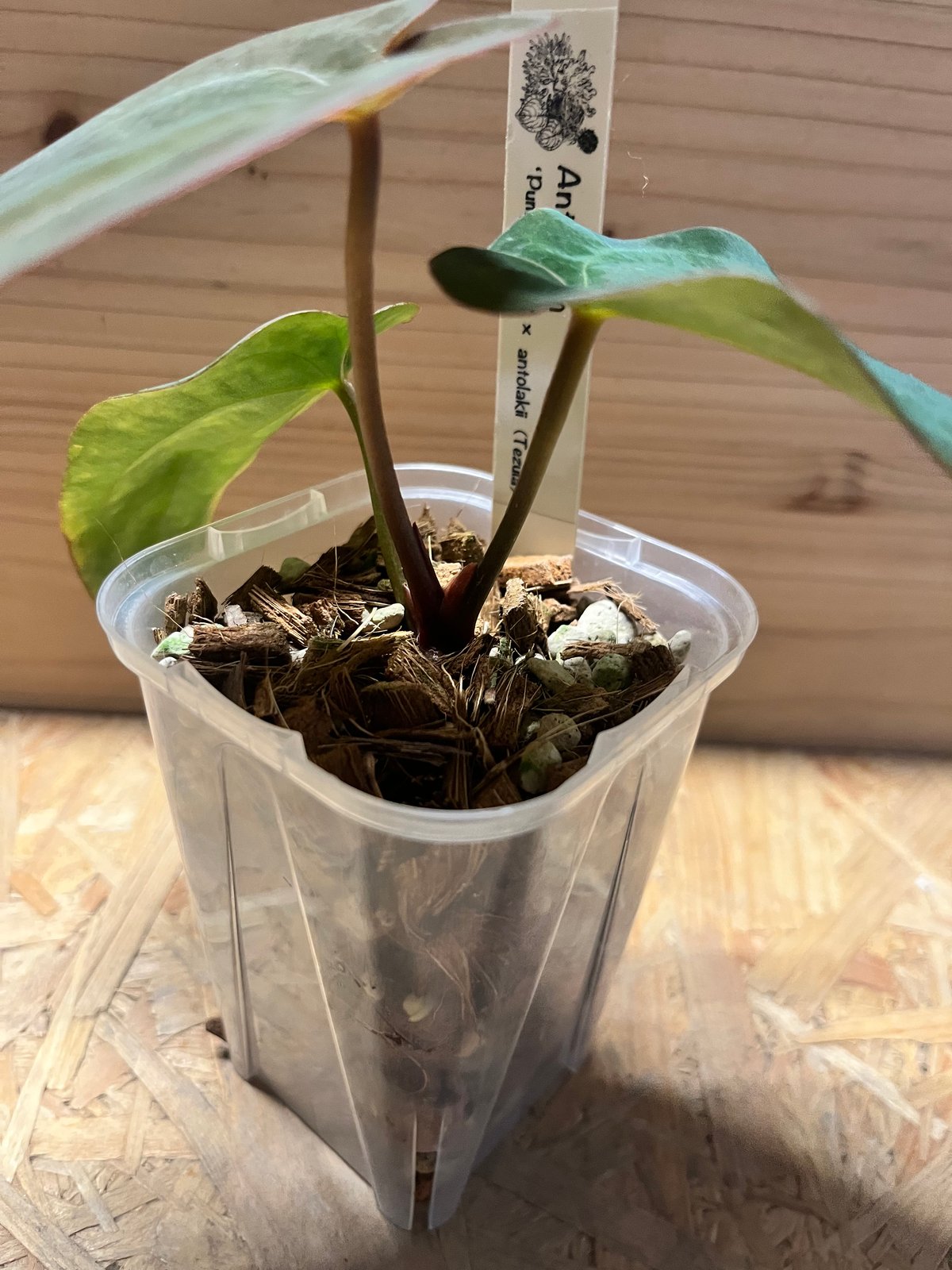 【HS】アンスリウム　パンプキンスパイス HS】アンスリウム パンプキンスパイス 🎃Anthurium 'Pumpkin