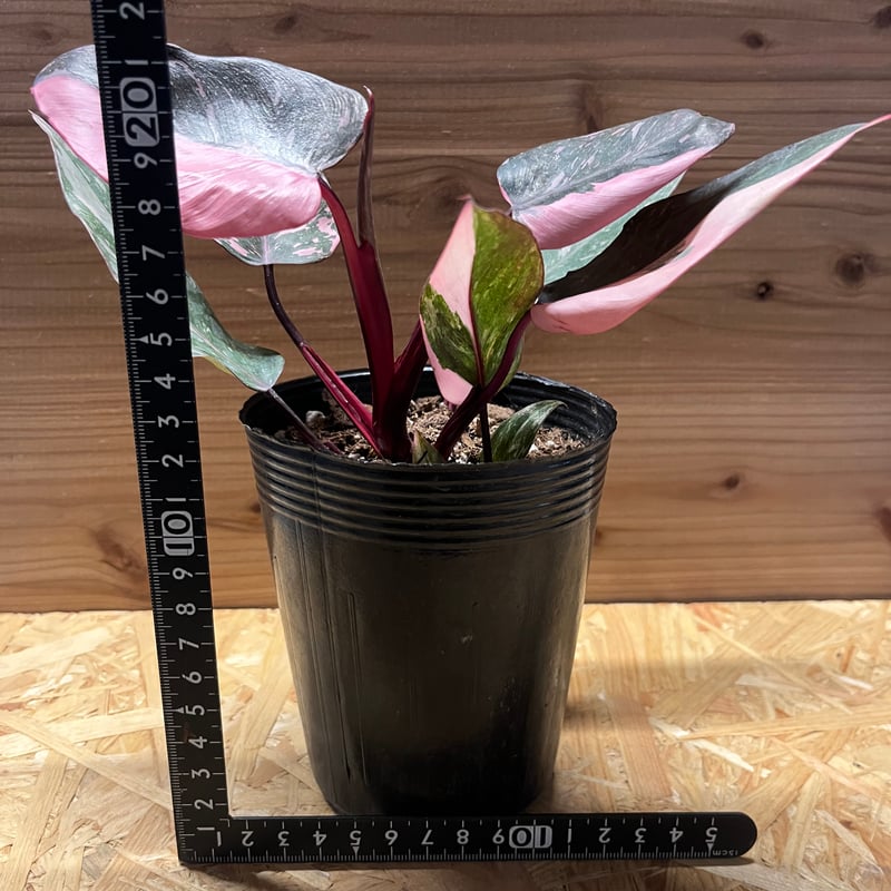 フィロデンドロン ピンクプリンセス ギャラクシー | GREEN LUCK