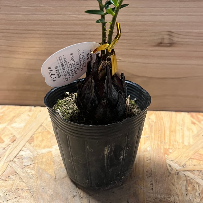 金環ソテツ | GREEN LUCK