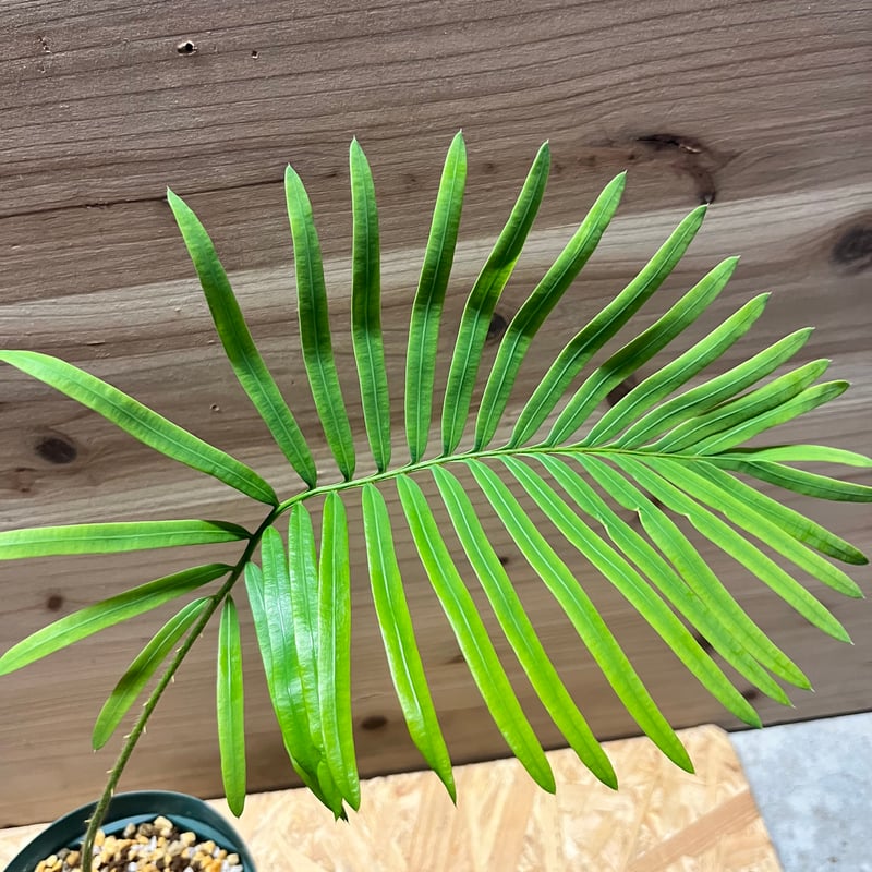 サイカス sp.タイシルバー | GREEN LUCK