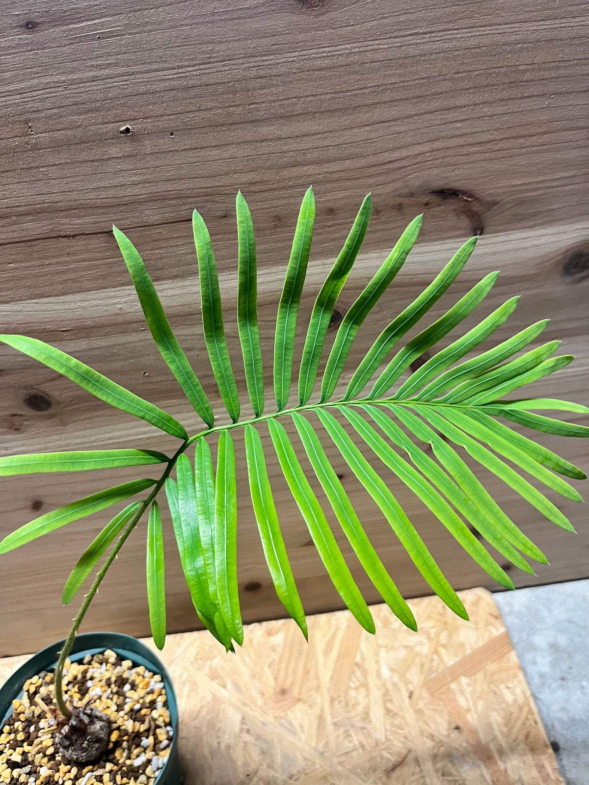 サイカス sp.タイシルバー | GREEN LUCK