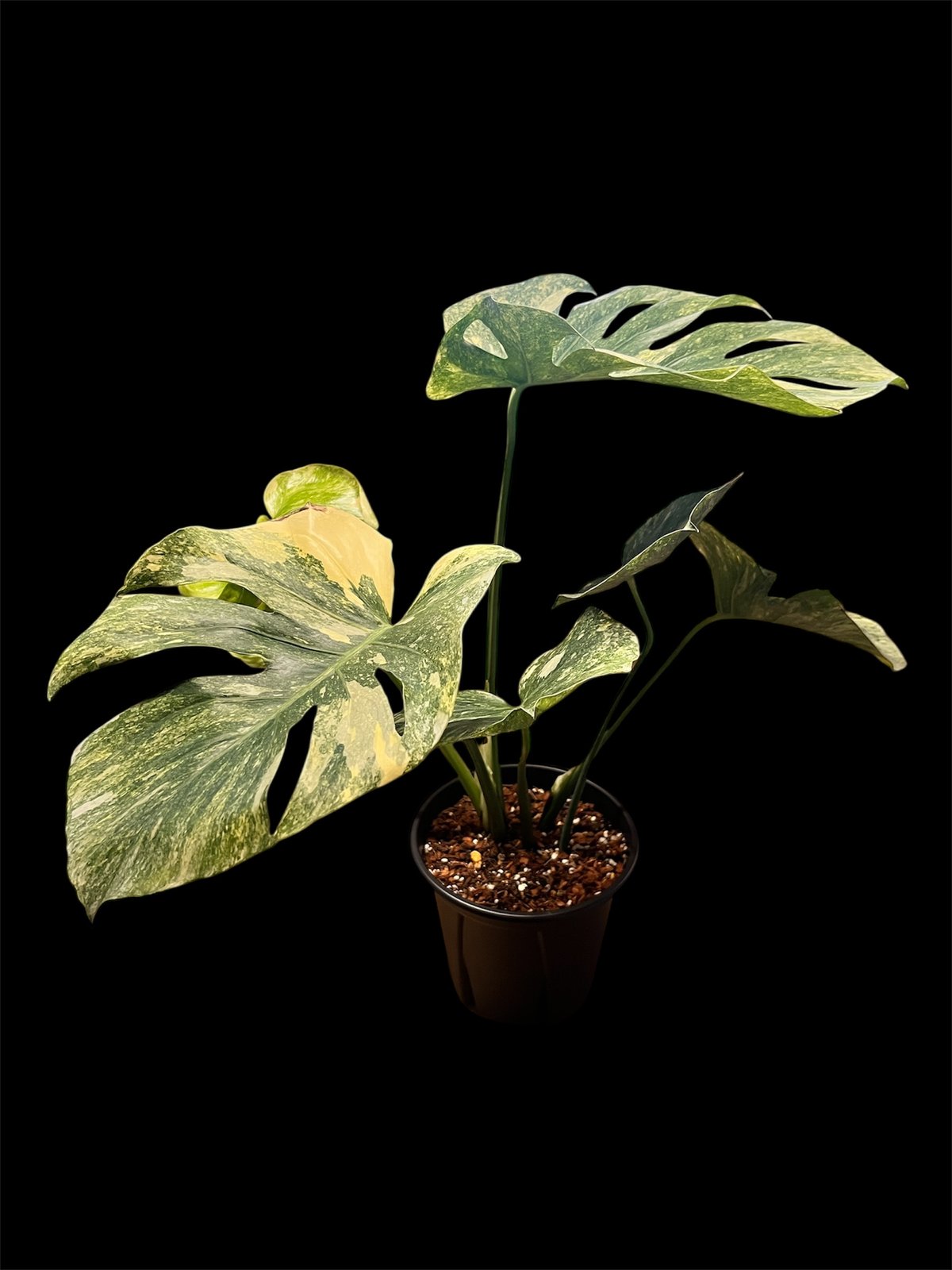 モンステラ　デリシオーサ　プラチナム モンステラ デリシオーサ プラチナム(Monstera deliciosa var