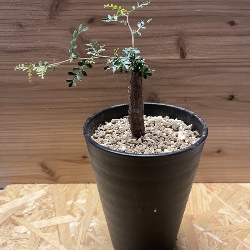 オペルクリカリア パキプス 根差し | GREEN LUCK