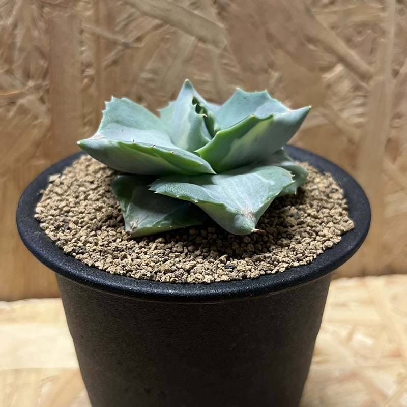 【実生選抜】アガベ　イシスメンシス　超美形 実生選抜】アガベ イシスメンシス 超美形 アガベ