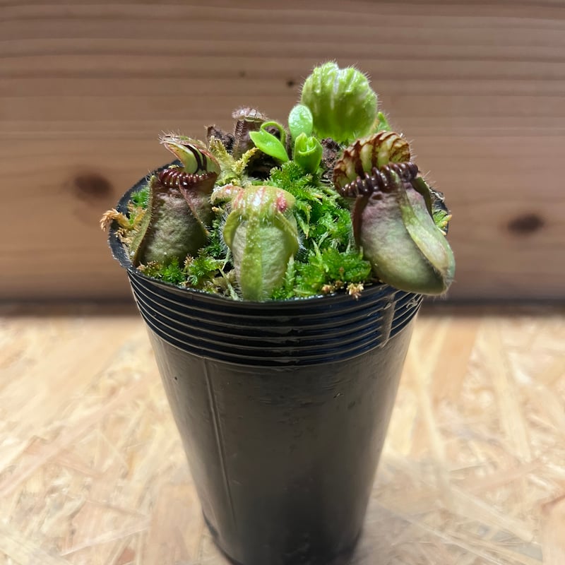 セファロタス フォリキュラリス | GREEN LUCK