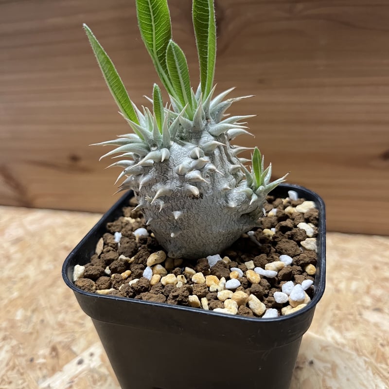 パキポディウム　恵比寿大黒　ハチラボ鉢入 パキポディウム 恵比寿大黒 ハチラボ鉢入 パキポディウム