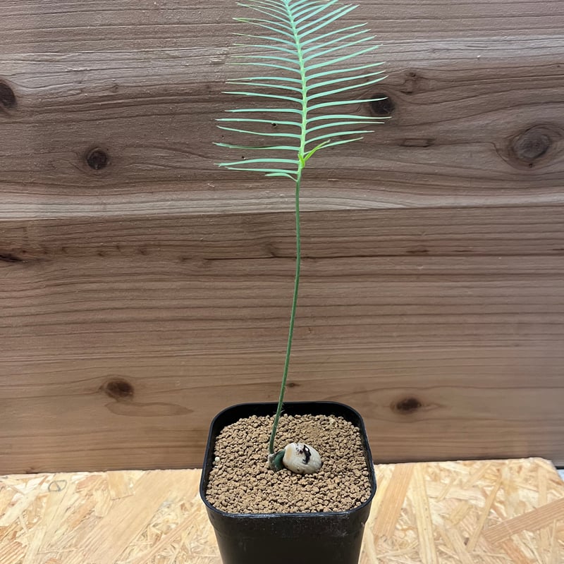 ディオーン　　エデュレ ディオーン エデュレ | GREEN LUCK