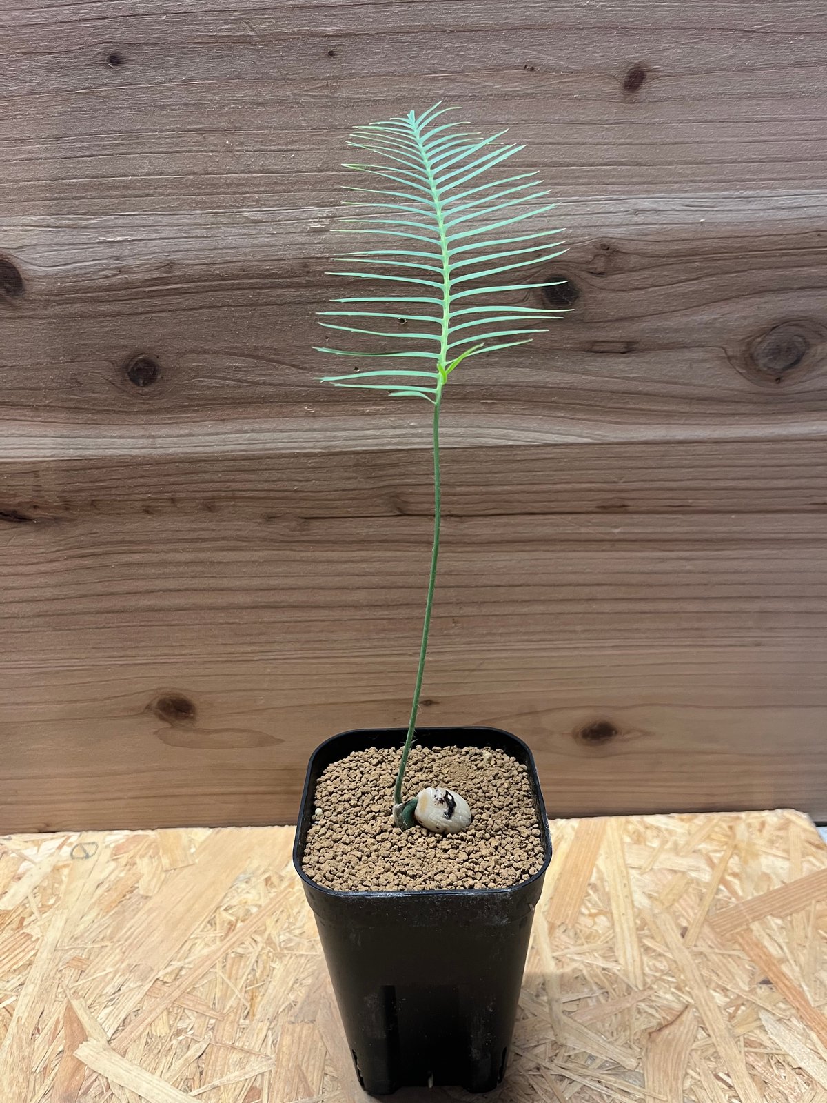 ディオーン　エデュレ ディオーン エデュレ | GREEN LUCK