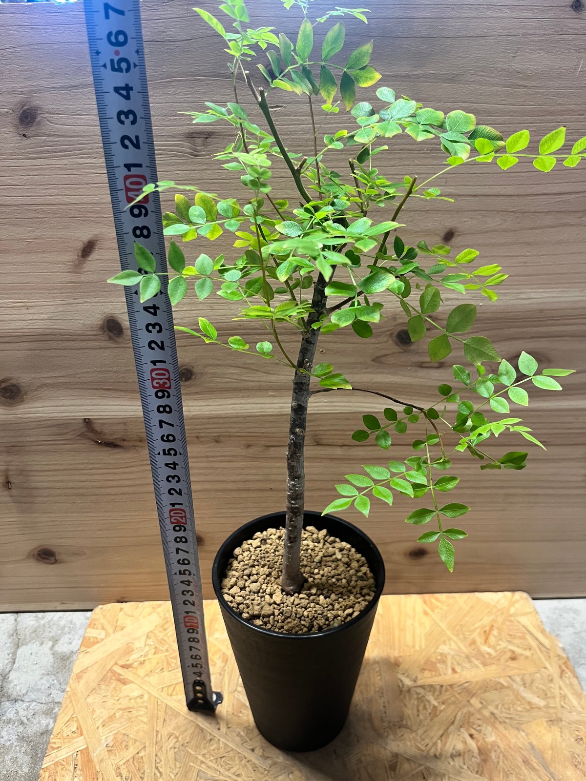 オペルクリカリア　ボレアリス オペルクリカリア ボレアリス | GREEN LUCK