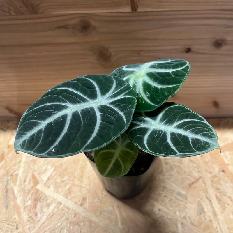 アロカシア ニンジャ | GREEN LUCK