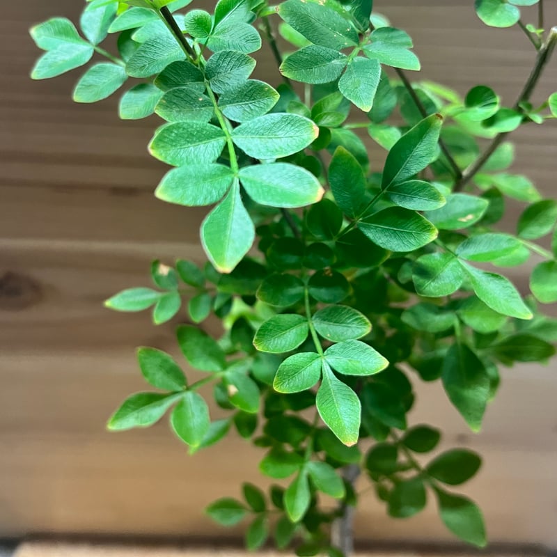 オペルクリカリア ボレアリス | GREEN LUCK