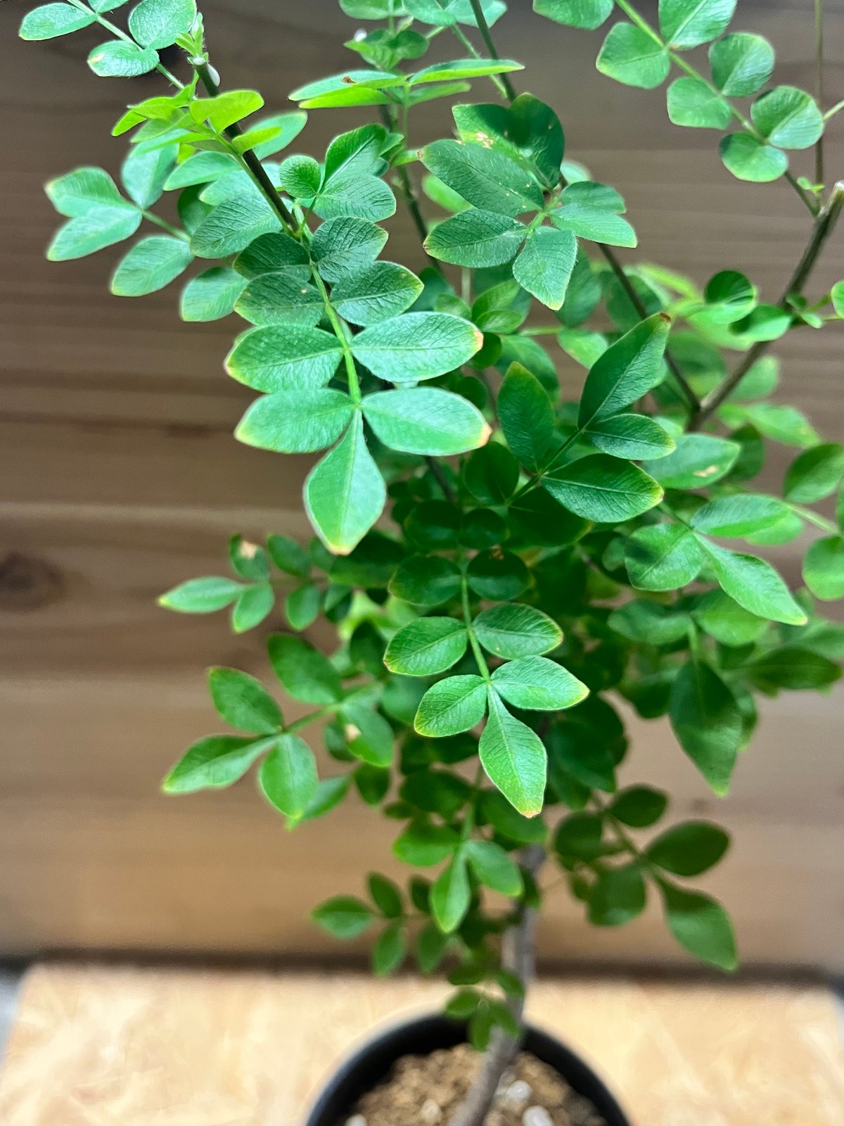 オペルクリカリア ボレアリス | GREEN LUCK