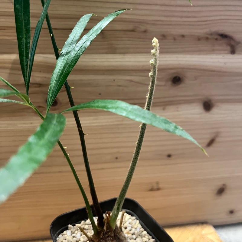 サイカス デバオエンシス | GREEN LUCK