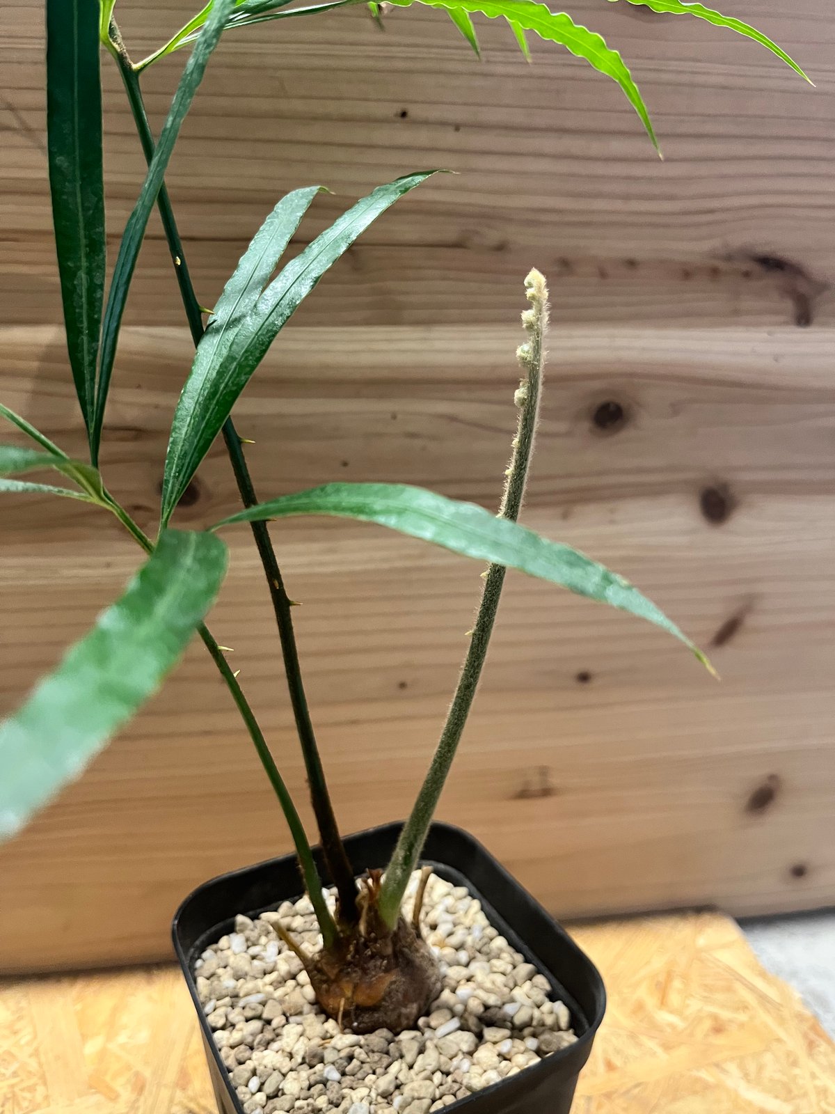 サイカス デバオエンシス3.5号 250923 サイカス デバオエンシス