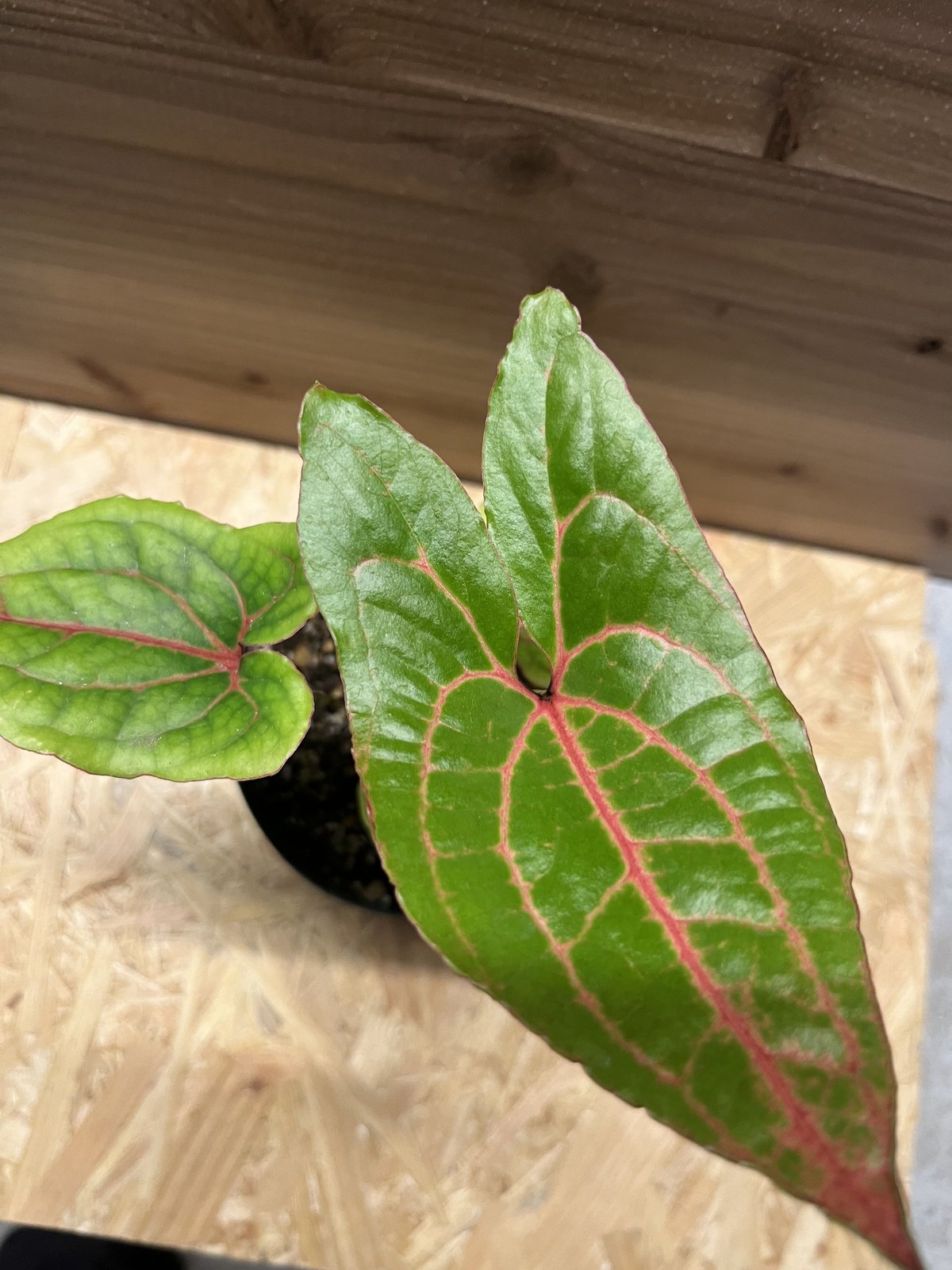 キルトスペルマ ジョンストニー | GREEN LUCK