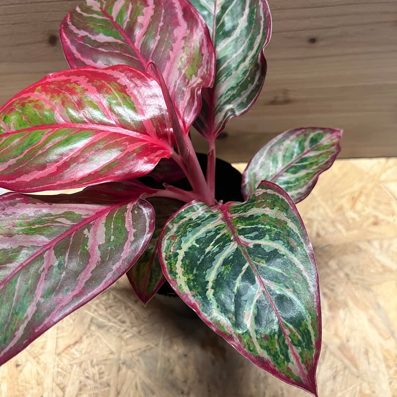 アグラオネマ 'レッドエメラルドドラゴン' | GREEN LUCK