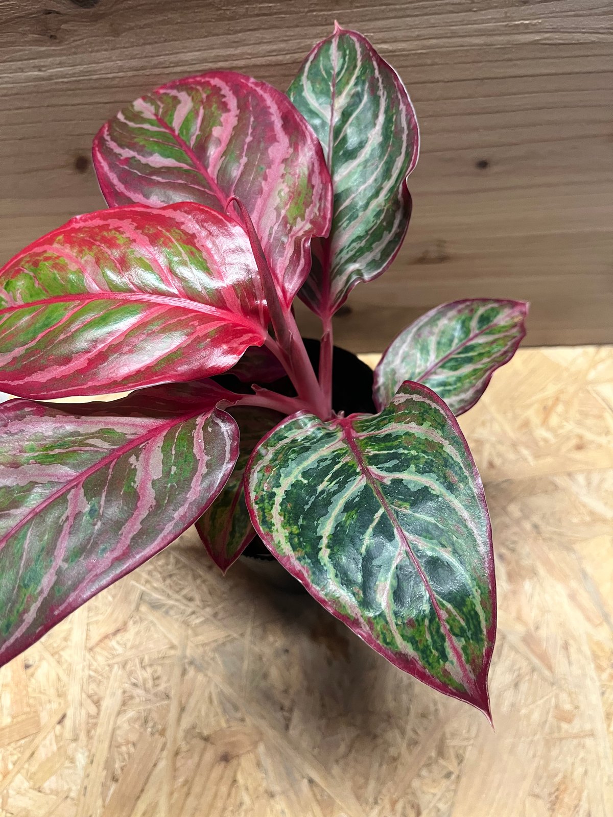 アグラオネマ 'レッドエメラルドドラゴン' | GREEN LUCK