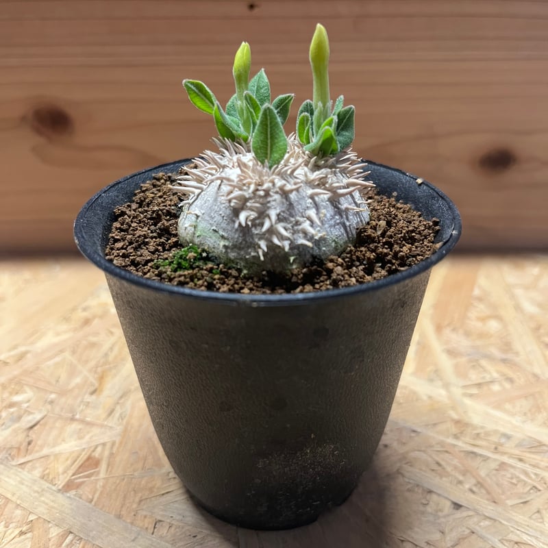 【週末Sale】パキポディウム 恵比寿笑い ⑩ パキポディウム 恵比寿笑い | GREEN LUCK